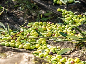 gruenerkrebs_fattoria_la_vialla_01